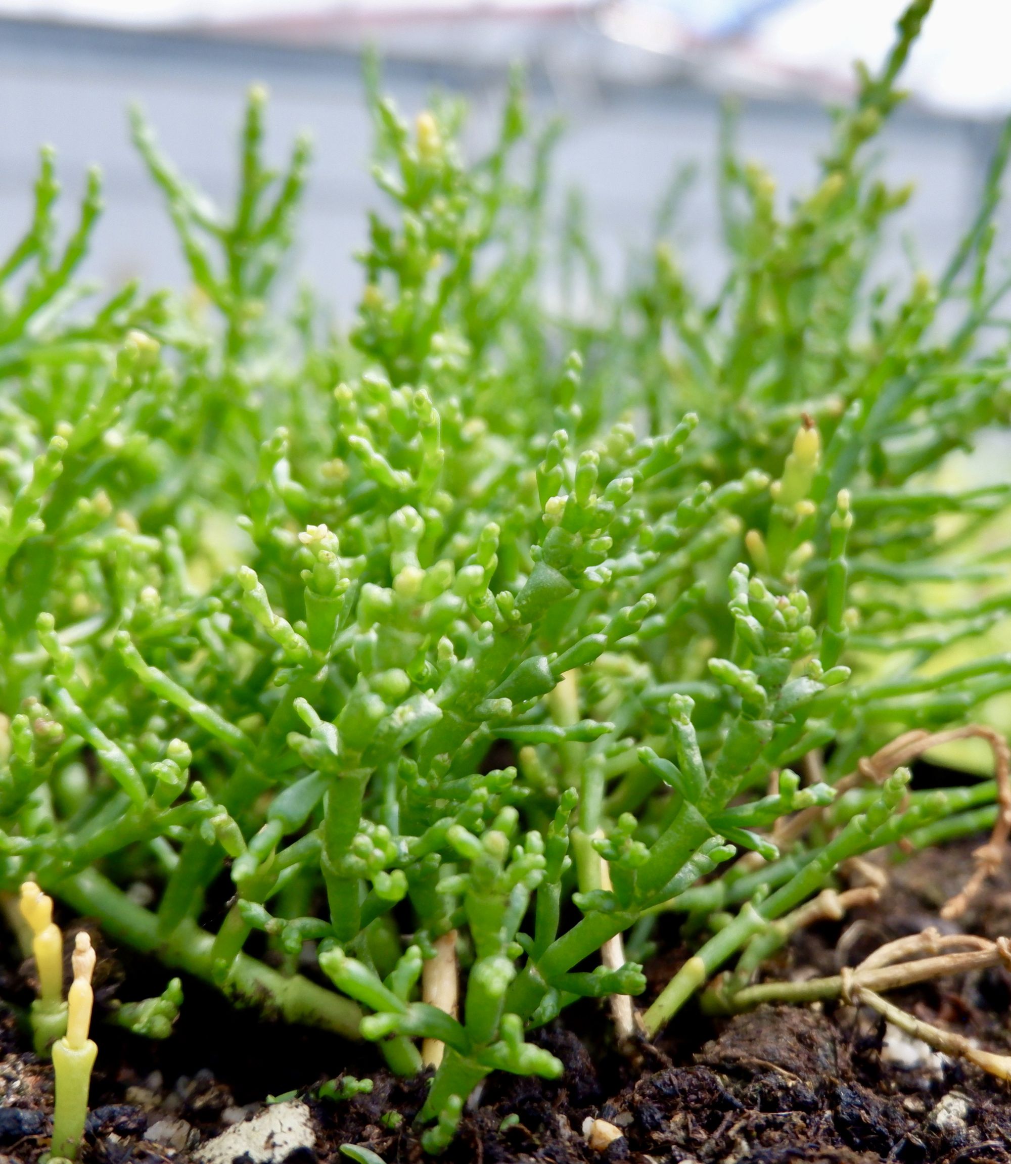Salicornia europaea, auch Queller oder Meeresspargel genannt
